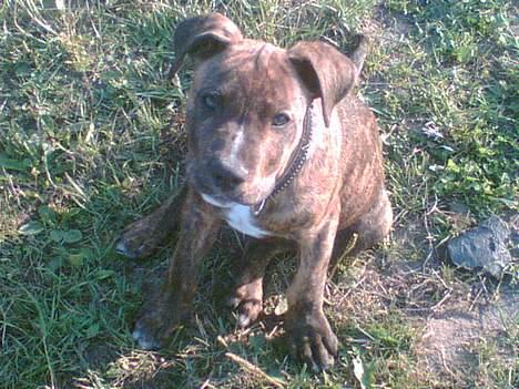Amerikansk staffordshire terrier Qastro *R.I.P* - 15 uger. billede 1
