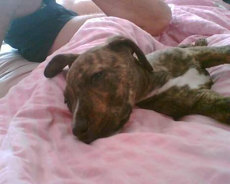 Amerikansk staffordshire terrier Qastro *R.I.P* - Nurh <3 billede 2