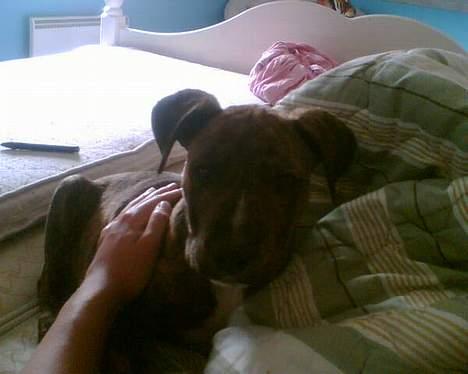 Amerikansk staffordshire terrier Qastro *R.I.P* - Dejlig er han <33 billede 4