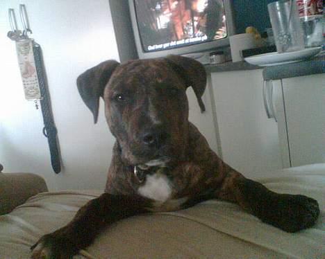 Amerikansk staffordshire terrier Qastro *R.I.P* - ca. 5 mdr,. Vi hænger lige ud.. Hehe billede 5