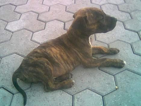 Amerikansk staffordshire terrier Qastro *R.I.P* - 9 uger. billede 6