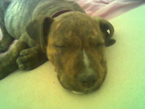 Amerikansk staffordshire terrier Qastro *R.I.P* - Trætte.!!! billede 7