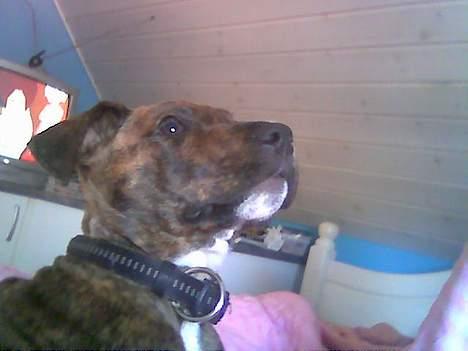 Amerikansk staffordshire terrier Qastro *R.I.P* - 14 uger. billede 8