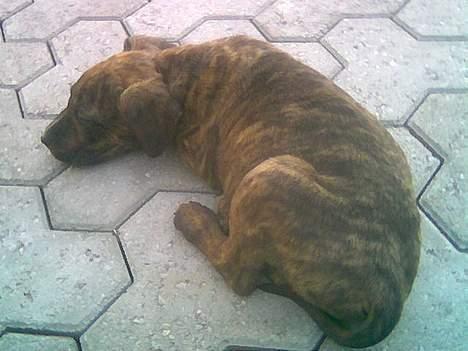 Amerikansk staffordshire terrier Qastro *R.I.P* - 9 uger. billede 9