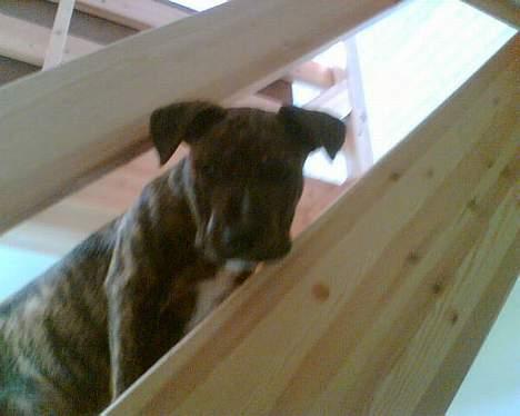 Amerikansk staffordshire terrier Qastro *R.I.P* - ca. 5 mdr. billede 10