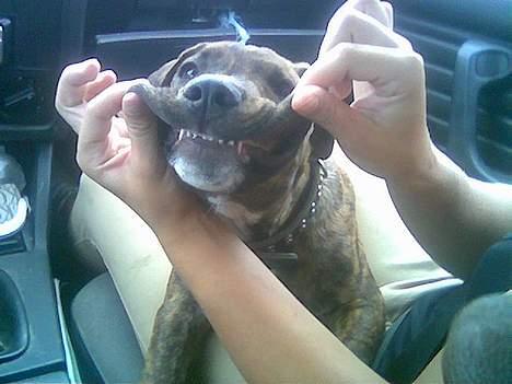 Amerikansk staffordshire terrier Qastro *R.I.P* - Grr... Lidt sjov :) billede 11