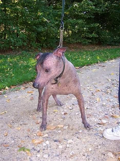 Xoloitzcuintle Tequila billede 1