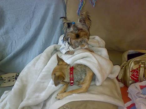 Yorkshire terrier * Luca, betjent* - Her er Luca...Han elsker at ligge højt og ups.oven på Deedee. Heeeej Deedee...... billede 13