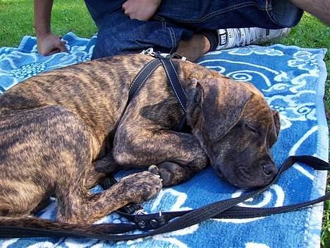 Amerikansk staffordshire terrier Chico billede 4