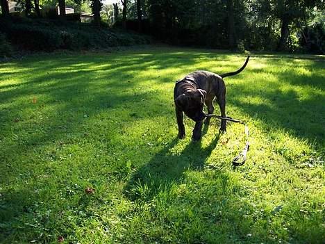 Amerikansk staffordshire terrier Chico billede 6