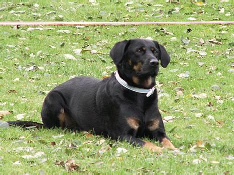 Blanding af racer Cherie billede 18