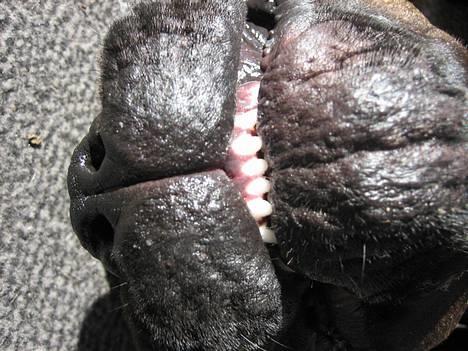 Blanding af racer Fanja - Altså jeg synes selv jeg er lækker... billede 12