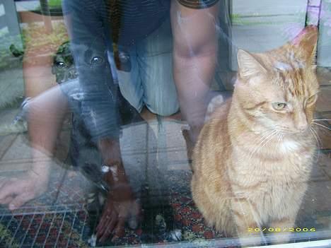 Blanding af racer Molly R.I.P - Mig og min homie Manfred.. :) Billedet er som det er for det er taget igennem en rude..  billede 14