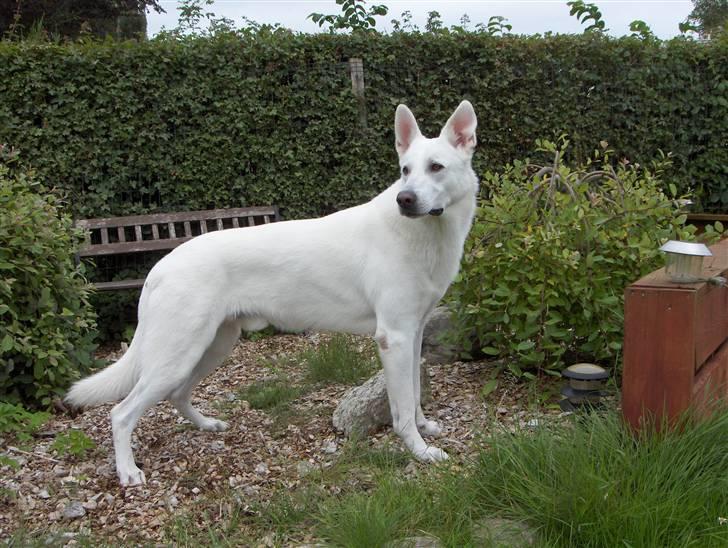 Hvid Schweizisk Hyrdehund Kappelgaards Tyson *RIP* - 13. juli billede 17