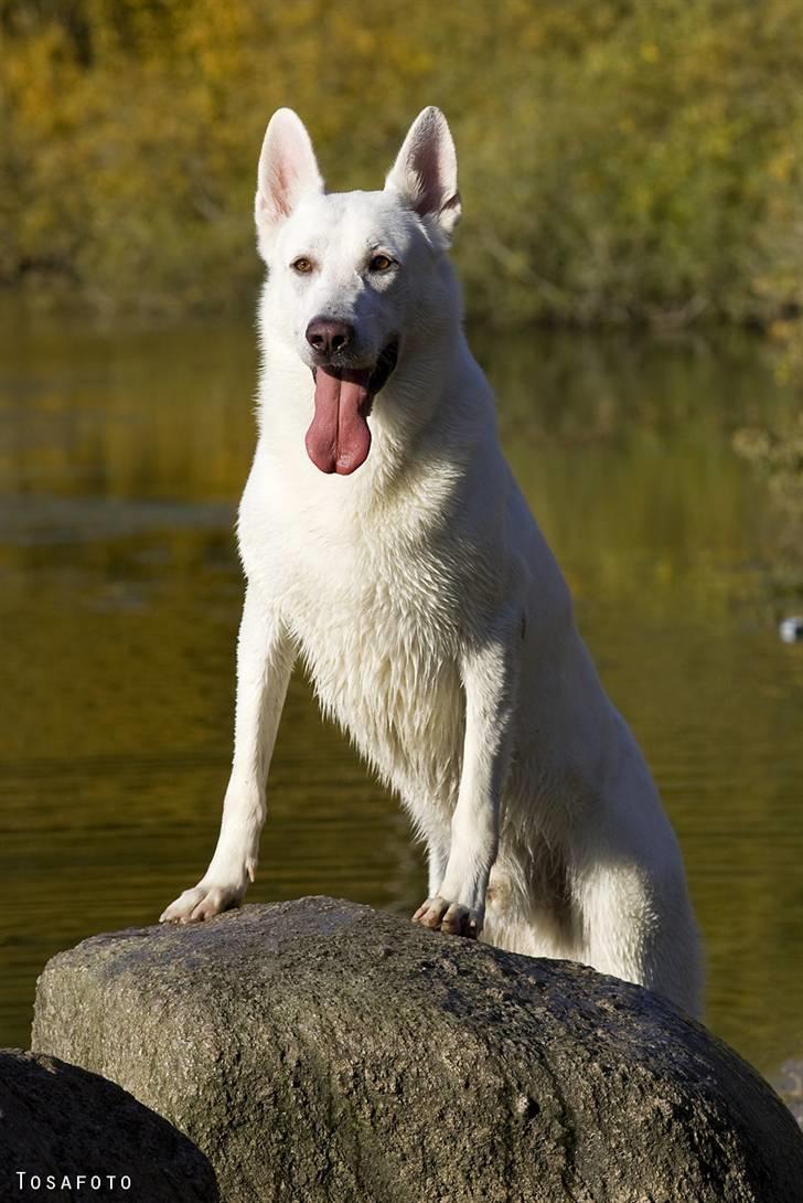 Hvid Schweizisk Hyrdehund Kappelgaards Tyson *RIP* - 2008 billede 18
