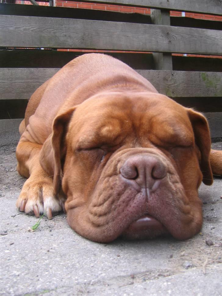 Dogue de bordeaux Freja - Død marts 2012. - Snoork-pyyyh, Tornerose! billede 14