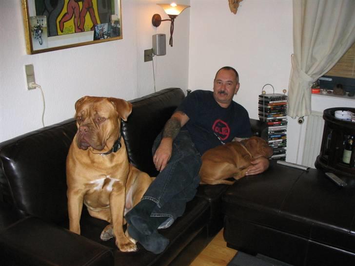 Dogue de bordeaux Freja - Død marts 2012. billede 15