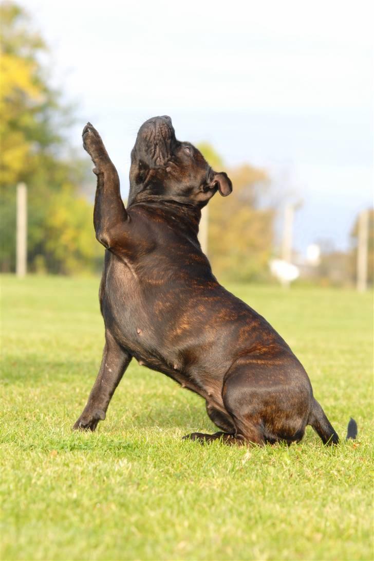 Staffordshire bull terrier  DKCH, LUCH, SUCH, Trunte - mor har lært mig at vinke (taget af K&A) billede 10