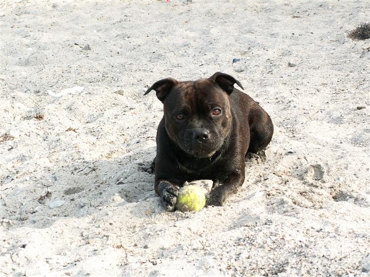Staffordshire bull terrier  DKCH, LUCH, SUCH, Trunte - Mig og mit yndlingslegetøj billede 11