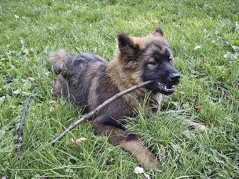 Eurasier Ankerstjernes C-Anouk - 5½ måned billede 9