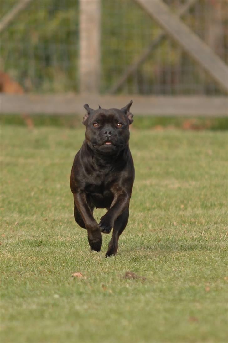 Staffordshire bull terrier  DKCH, LUCH, SUCH, Trunte - Taget af K&A billede 12