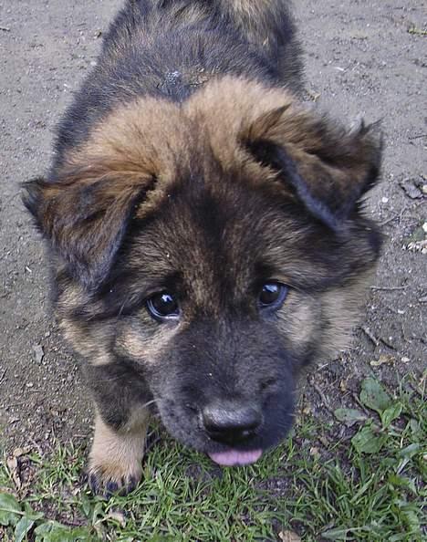 Eurasier Ankerstjernes C-Anouk - 11 uger billede 10