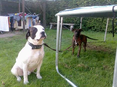 Blanding af racer RIP Buzz - Det er ikke mig der har gravet et stort hul under trampolinen.. billede 15