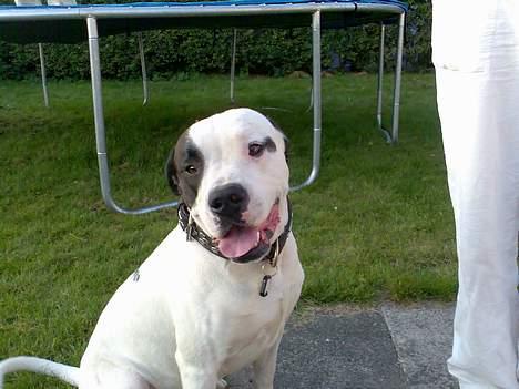 Blanding af racer RIP Buzz - Hej. Jeg er bare dejlig.. billede 16