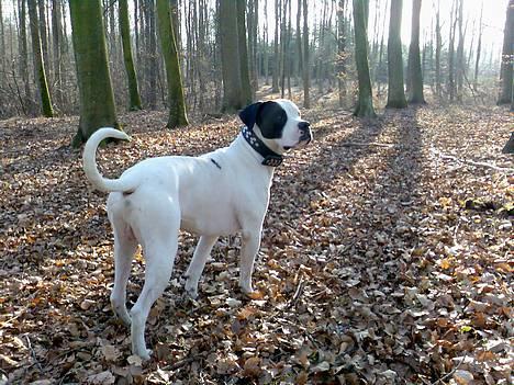 Blanding af racer RIP Buzz - Der er noget der har fanget min interesse... billede 17