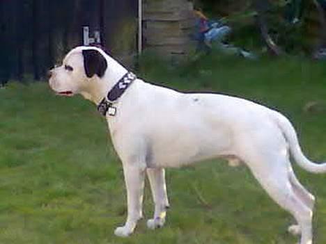 Blanding af racer RIP Buzz - Hvem kommer?? billede 18