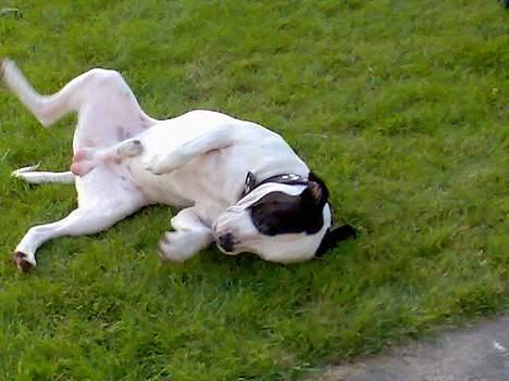 Blanding af racer RIP Buzz - Dejligt og være ude i haven.. Jeg elsker det.. billede 19