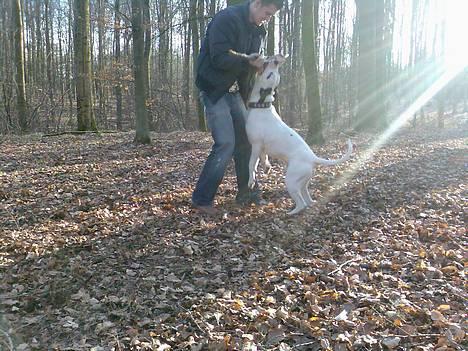 Blanding af racer RIP Buzz - Far er god til og lege med mig..;-) billede 20