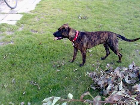 Blanding af racer Saszha(Har fået nyt hjem) - Det er lidt varmt nu. billede 12