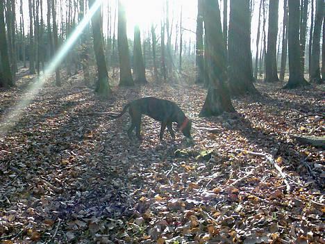 Blanding af racer Saszha(Har fået nyt hjem) - Det dufter godt her.. Godt grave sted.. ;-) billede 13