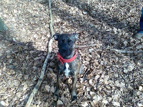 Blanding af racer Saszha(Har fået nyt hjem) - Sagde du sit?? billede 14