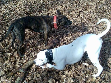 Blanding af racer Saszha(Har fået nyt hjem) - det er så godt og lege ude i skoven. ;-) billede 15
