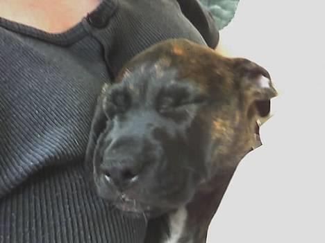 Blanding af racer Saszha(Har fået nyt hjem) - Sover hos moster.. Dejlig blødt.. ;-) billede 16