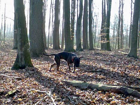 Blanding af racer Saszha(Har fået nyt hjem) - Jeg nyder det gode vejr og skoven ;-) billede 17