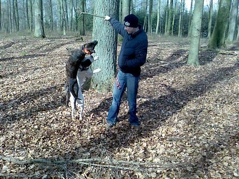 Blanding af racer Saszha(Har fået nyt hjem) - Viser lige hvor højy jeg kan hoppe. billede 18
