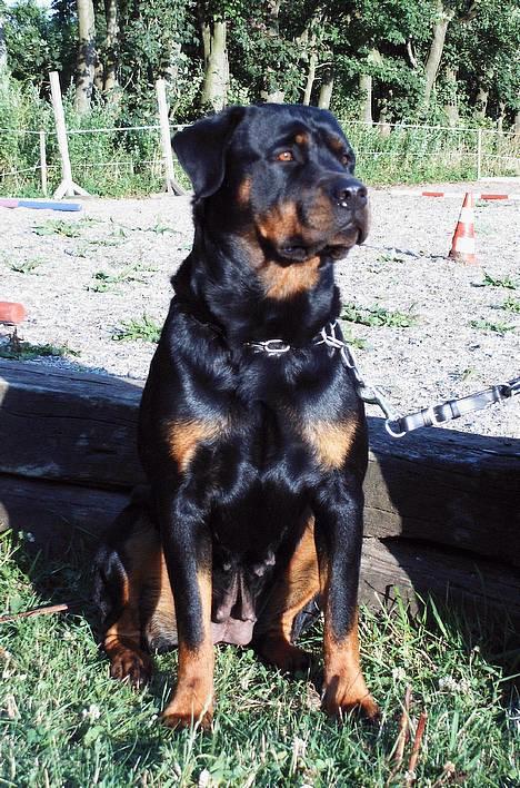 Rottweiler Chili billede 1