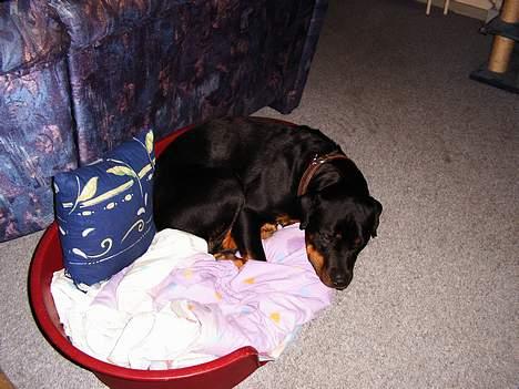 Rottweiler Chili billede 2