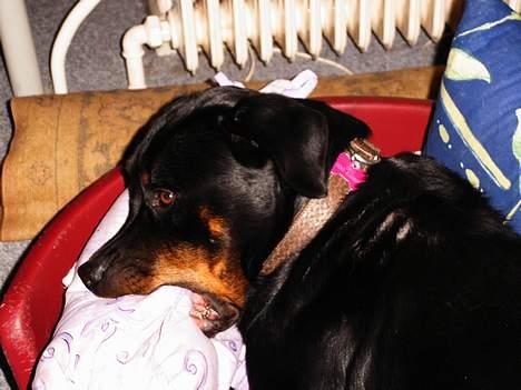 Rottweiler Chili billede 3