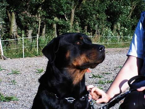 Rottweiler Chili billede 4