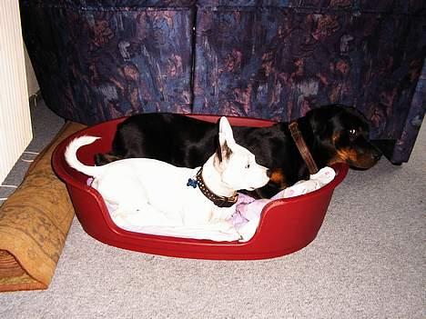 Rottweiler Chili billede 5