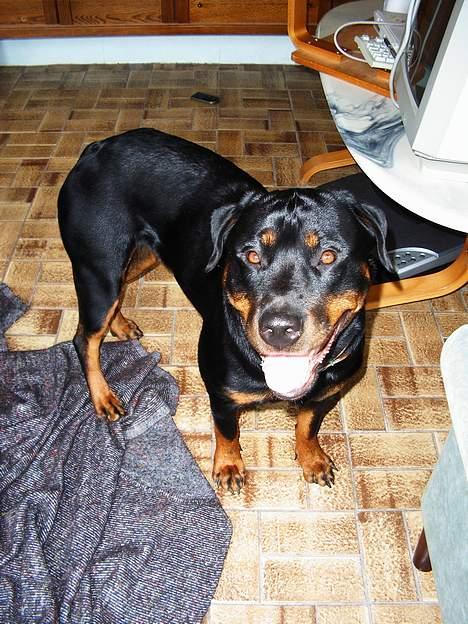 Rottweiler Chili billede 6