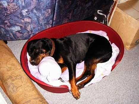 Rottweiler Chili billede 7