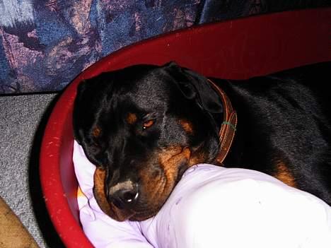 Rottweiler Chili billede 8