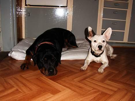 Rottweiler Chili billede 9