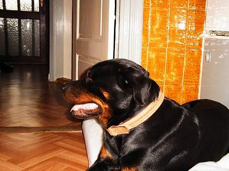 Rottweiler Chili billede 10