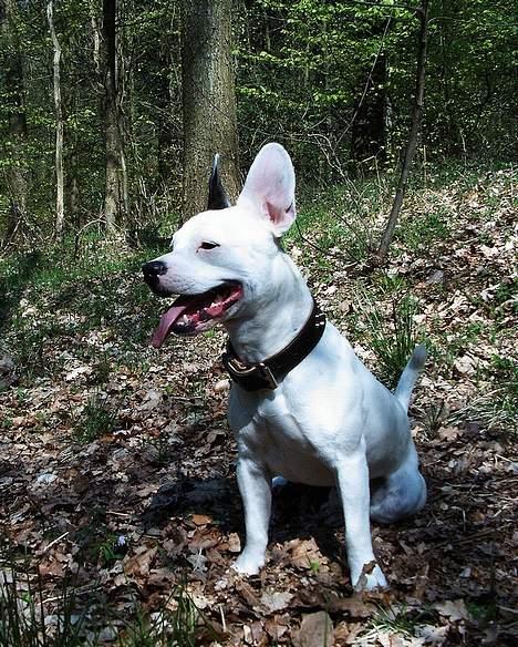 Blanding af racer Idefix RIP billede 1